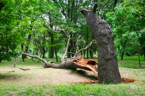 How Our Tree Care Process Works  in  Calumet City, IL