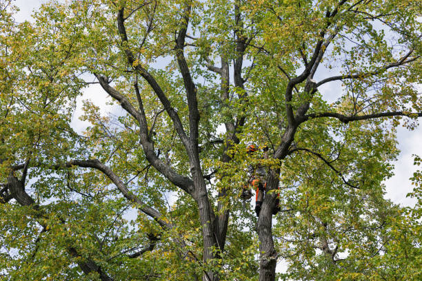 Professional Tree Services in Calumet City, IL